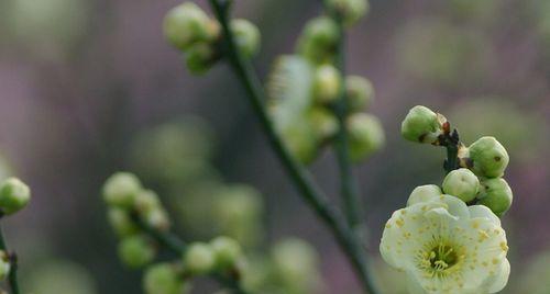 绿梅开花时间及花期（春日最美的花海——绿梅花开的时间和地点）