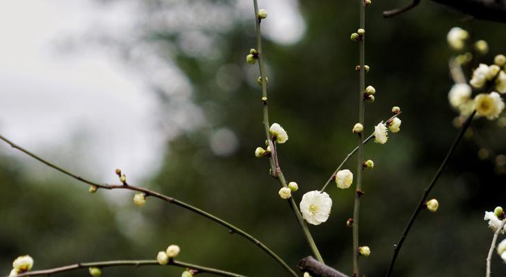 绿梅开花时间及花期（春日最美的花海——绿梅花开的时间和地点）