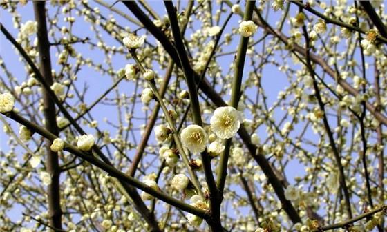 绿梅开花时间及花期（春日最美的花海——绿梅花开的时间和地点）