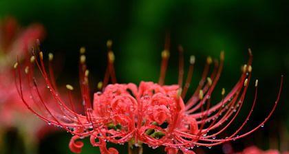 怀念的花（花开时节）