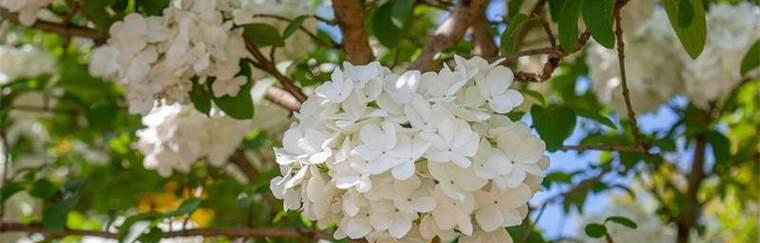 以表示欢迎的花语是欢迎的翠菊（用花语传递欢迎之意）