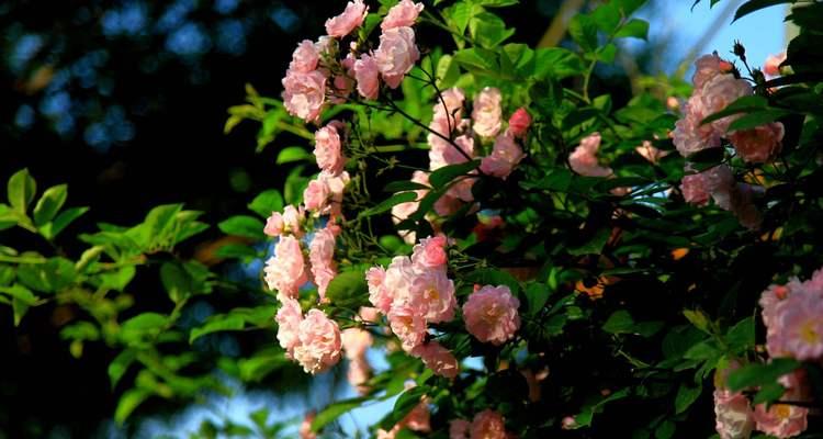 花语中的救赎之美（探寻花语中代表救赎的花朵之意义与魅力）