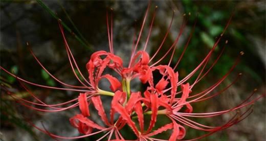 花语中的救赎之美（探寻花语中代表救赎的花朵之意义与魅力）