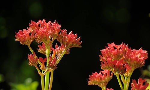 花语中的拒绝之花（探寻花语中那些代表拒绝的花朵的含义与传说）