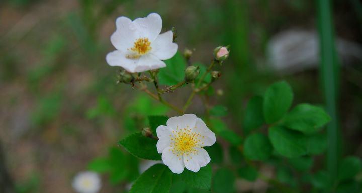 野蔷薇花语的深意（解读野蔷薇花的代表意义与象征）