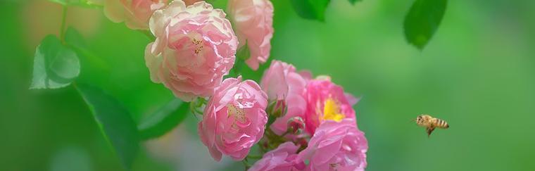 野蔷薇花语（探寻野蔷薇花的花语与传说）