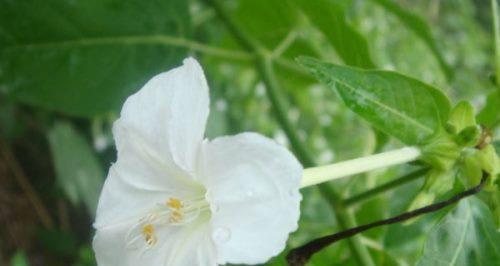 以夜来香的花语——爱情的承诺（以夜来香花语解读）