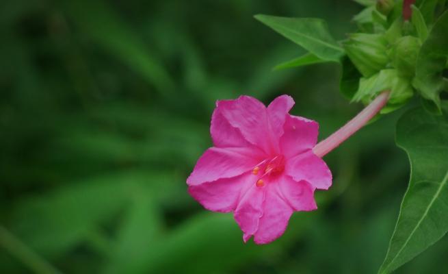 夜来香——传承千年的芬芳之谜（揭开夜来香的神秘面纱）