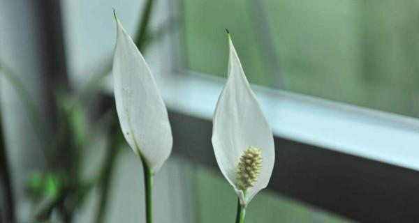 一帆风顺花（花开如意）