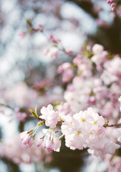 樱花的花语和传说（探索樱花背后的花语）