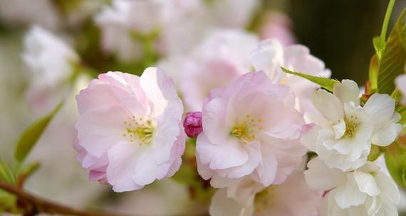 樱花的花语和传说（探索樱花背后的花语）