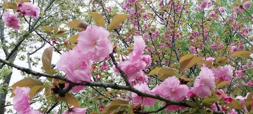 樱花的花语与寓意（探索樱花的花语与寓意）