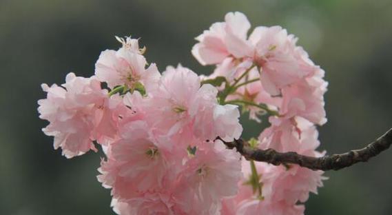 樱花盛开，花语传情（美丽绽放的樱花）