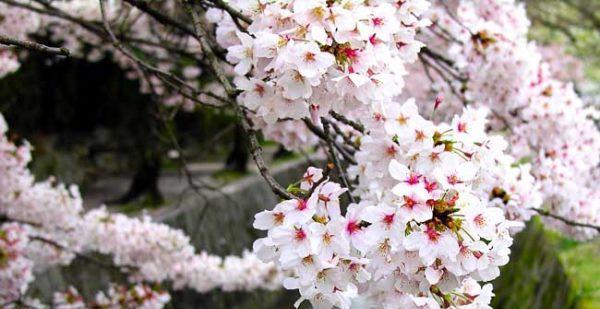 樱花的花语与寓意（探索樱花的美丽与哲理）