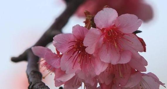 樱花的花语与寓意（探索樱花的美丽与哲理）