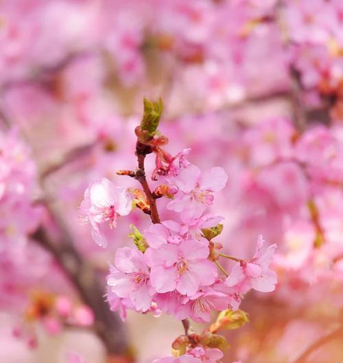 樱花之美（探索樱花的秘密）