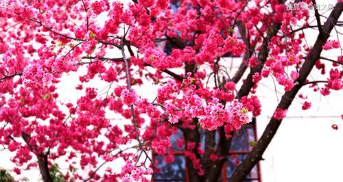 樱花之美（探寻樱花的花语）