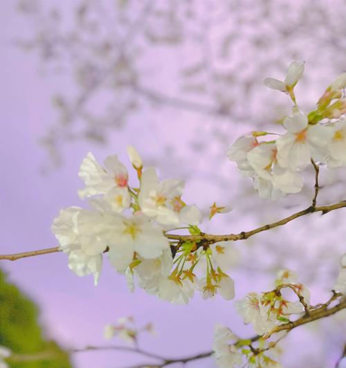 樱花花语（探寻樱花之美与花语的奥秘）