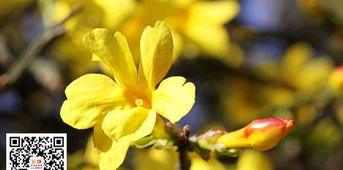 迎春花（探秘迎春花的花语及其文化内涵）