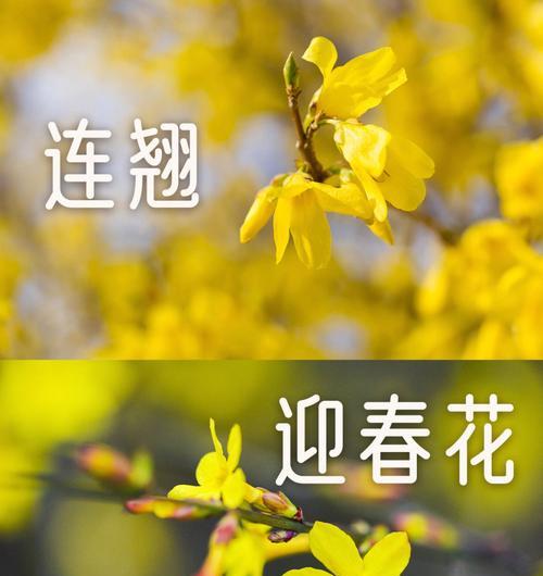 迎春花（迎春花）