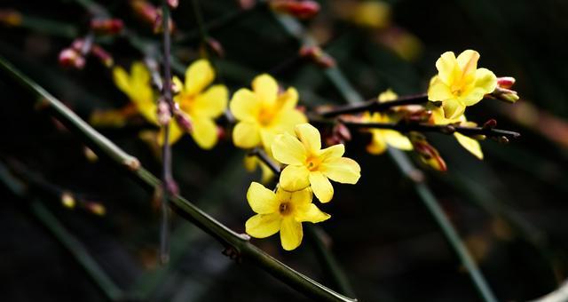 迎春花（迎春花花语传递节日的喜庆与吉祥）