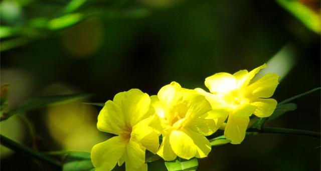 迎春花（迎春花花语传递节日的喜庆与吉祥）