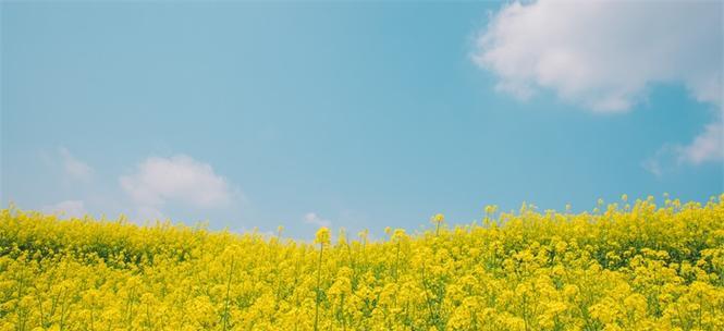 油菜花的花语与寓意（揭开油菜花背后的花语与寓意）