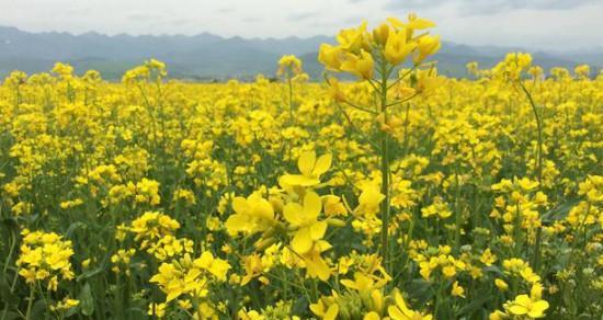 油菜花的花语与寓意（揭开油菜花背后的花语与寓意）