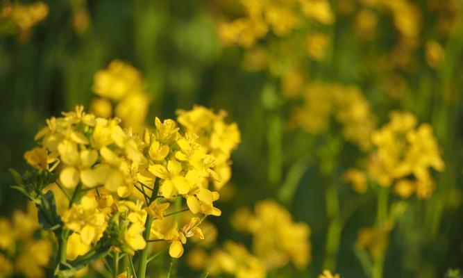 油菜花的花语与寓意（探索油菜花的象征意义及其影响力）