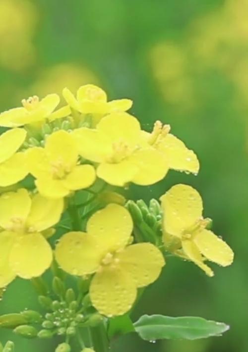 油菜花的花语与寓意（探索油菜花的象征意义及其影响力）