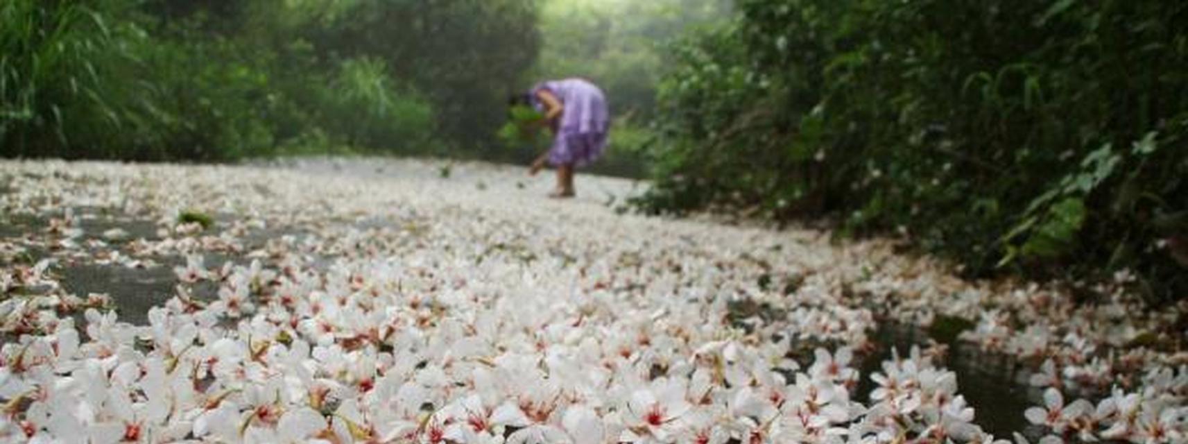 油桐花情窦初开（油桐花的花语及象征意义）