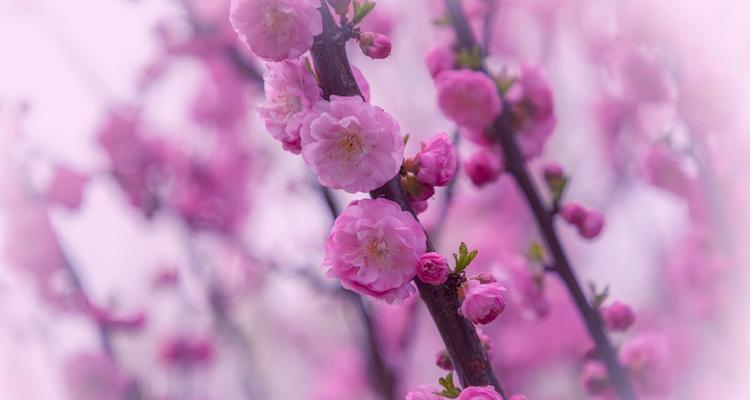 榆叶梅花语——诠释自然之美（榆叶梅花的传世之谜与美学探索）