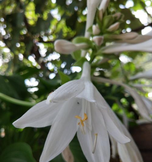 玉簪花——美丽之谜（揭示玉簪花的花语及寓意）