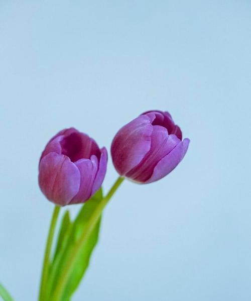 郁金花的花语（郁金花）