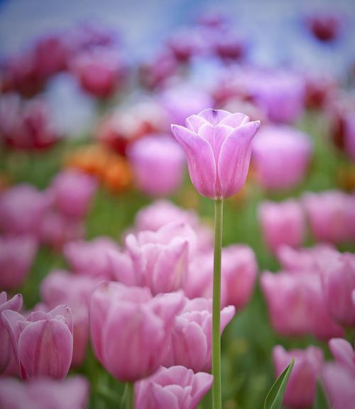 郁金香，花开传说（郁金香的花语和神话传说）