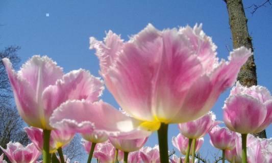 郁金香，花开传说（郁金香的花语和神话传说）