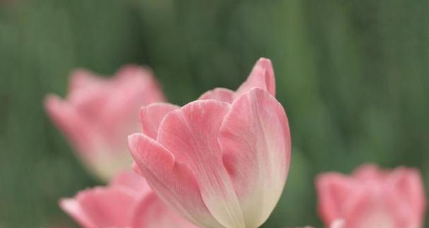 郁金香花语与寓意（探索郁金香的花语）