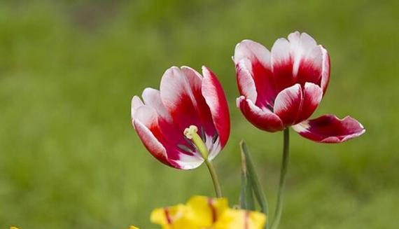 郁金香花语与寓意（探索郁金香的花语）