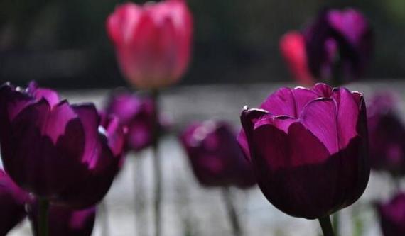 郁金香花语揭示的深情寓意（用郁金香花语表达心意的精髓）