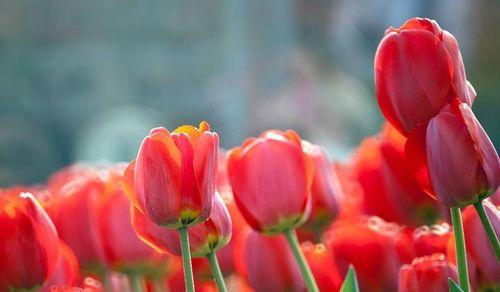 郁金香花语与其寓意（揭示郁金香花语的奥秘）