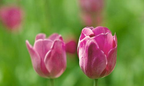 郁金香花语与其寓意（揭示郁金香花语的奥秘）