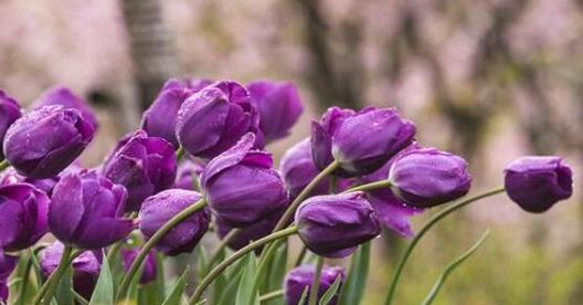 郁金香花语揭示的情感和寓意（探秘郁金香花语）