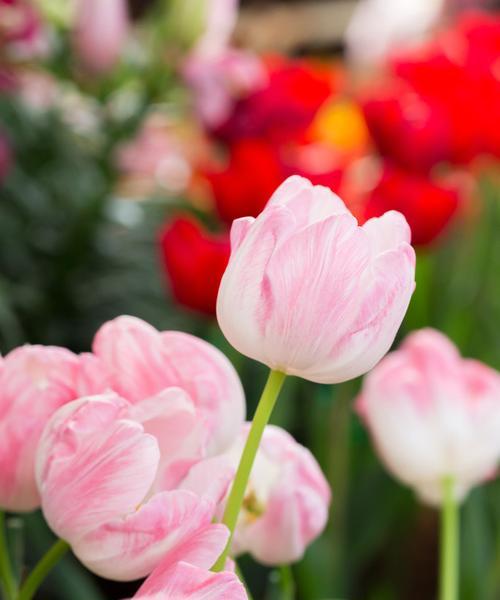 郁金香花语的含义剖析（揭秘郁金香鲜花数量的深层寓意）