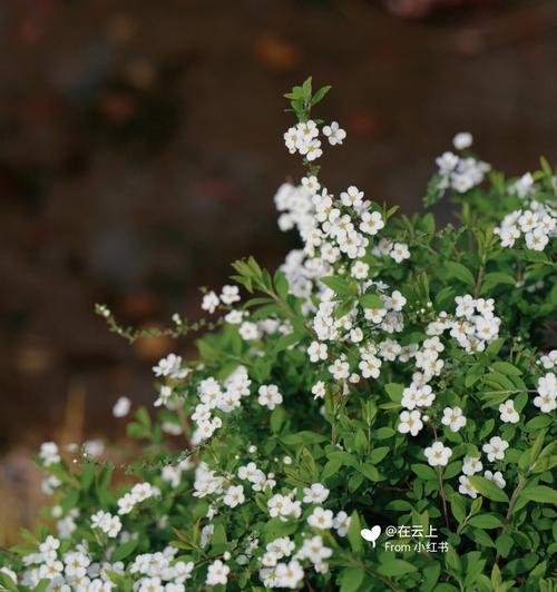 珍珠绣线菊花语（细数珍珠绣线菊的花语之美）