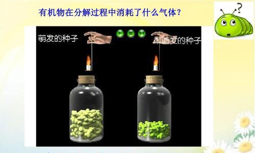 植物呼吸作用的意义（揭示植物生命活动的关键过程）