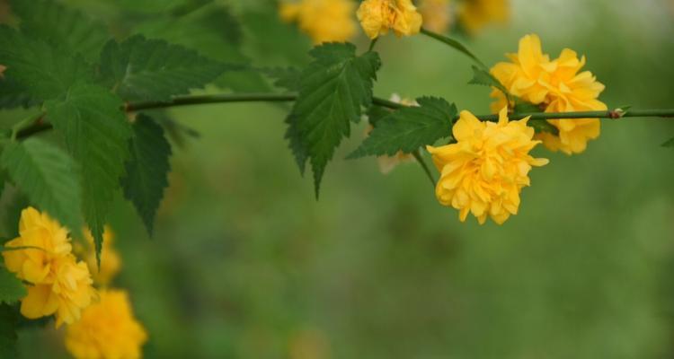 重瓣棣棠花（重瓣棣棠花花语解读与传达的方式）