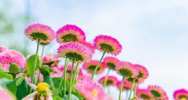 以皱菊花的象征意义（皱菊花的美与坚韧）