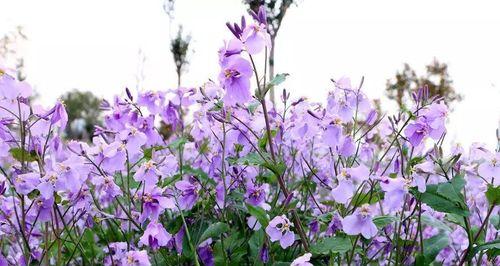 以诸葛菜花语为主题的美丽寓意（探索诸葛菜花语的深刻内涵与意义）