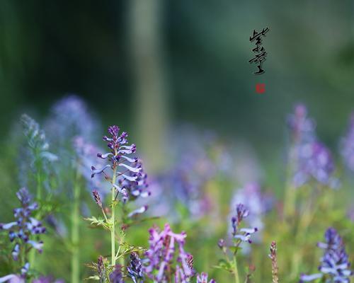 紫堇的花语与传说（神秘传承的紫堇花）