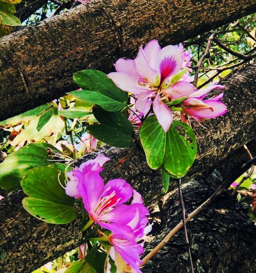 紫荆花的花语与传说（花开如锦）